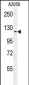 NCKAP1 Antibody (Center)
