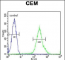 RCL Antibody  (N-term)