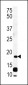 RCL Antibody  (N-term)