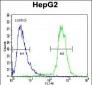 ATP13A3 Antibody (N-term)