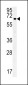 ESRP1 Antibody (N-term)