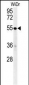 C4BPA Antibody (C-term)