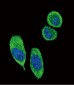 SFN Antibody (C-term)