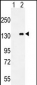 CSF1R Antibody (Ascites)