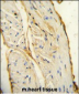 AIF1 Antibody (N-term)