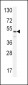 ANGPT1 Antibody (C-term)