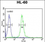 ABCD1 Antibody (Center)