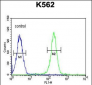 PAX1 Antibody (C-term)