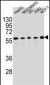PAX1 Antibody (C-term)