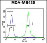 IL12B Antibody (C-term)