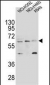 LILRA2 Antibody (Center)