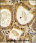 CTLA4 Antibody (N-term)