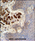 COL19A1 Antibody (N-term)