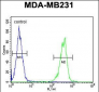 CYP2A7 Antibody (Center)