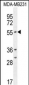 CYP2A7 Antibody (Center)