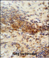 DNAJC11 Antibody (N-term)