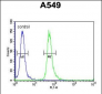 GNAT3 Antibody (Center)