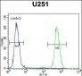 CMKOR1 Antibody (C-term)