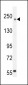 COL5A1 Antibody (N-term)