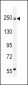 COL5A1 Antibody (N-term)