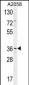 GRINA Antibody (Center)