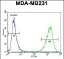 CF150 Antibody  (Center)