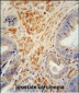 FSTL1 Antibody (C-term)