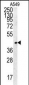 FSTL1 Antibody (C-term)