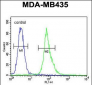 AKT1 (Thr308) Antibody