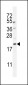 APG8a/b(MAP1LC3A/B) Antibody