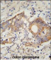 HHLA2 Antibody (N-term)