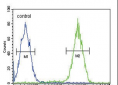 CD11b Antibody (N-term)