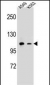 CD11b Antibody (N-term)