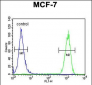 CCNT1 Antibody (Center)