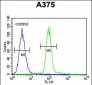 ACF Antibody (C-term)