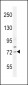 SREBF2 Antibody (Center)