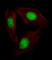 SREBF2 Antibody (Center)