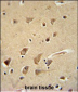 GPC5 Antibody (N-term)