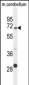 GPC5 Antibody (N-term)