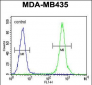 HP Antibody (Center)