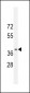 NPSR1 Antibody (C-term)