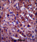 PON1 Antibody (Center)