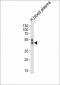 PON1 Antibody (Center)