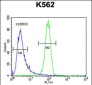 MCHR1 Antibody (C-term)