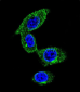 SORBS1 Antibody (Center)