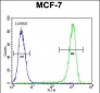 BCL10 Antibody (N-term)