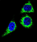 BCL10 Antibody (N-term)