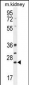 BCL10 Antibody (N-term)