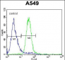 C5AR1 Antibody (Center)