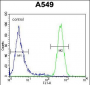 EPAS1 Antibody (N-term)
